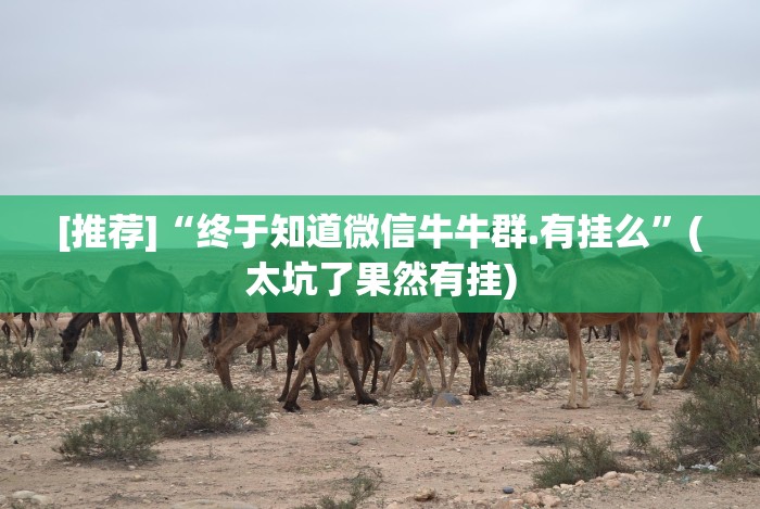 [推荐]“终于知道微信牛牛群.有挂么”(太坑了果然有挂)