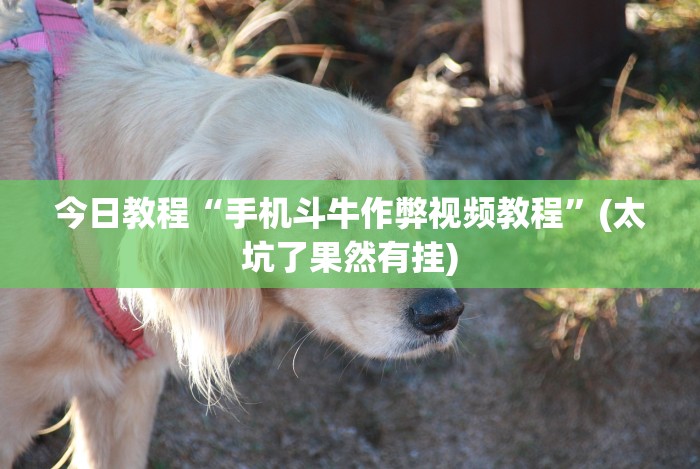 今日教程“手机斗牛作弊视频教程”(太坑了果然有挂)